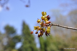 Acer platanoides 'Crimson King' — photo 3